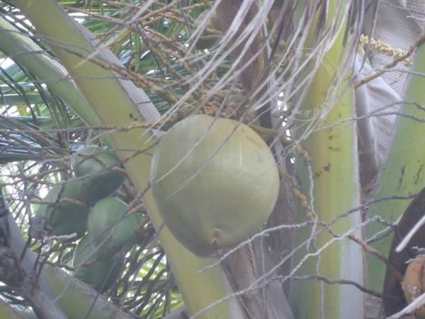 Une noix de coco pour la soif