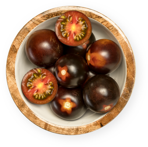 Une nouvelle variété de tomate voit le jour